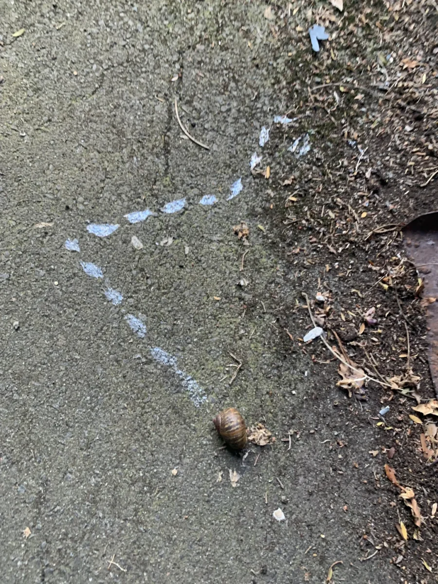 Slimák na chodníku s farebnou kresbou, ktorá znázorňuje jeho trasu v záhrade.