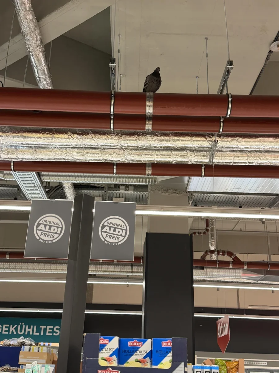 Holub sedí na potrubí v predajni Aldi, pod ním visia informačné tabule a ponuky.