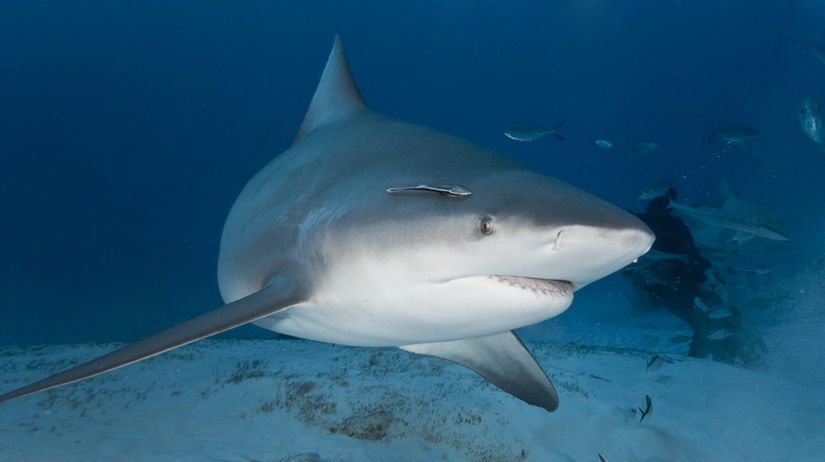 Žralok v oceáne pláva vedľa potápača obklopený rybami, podmorská fotografia.