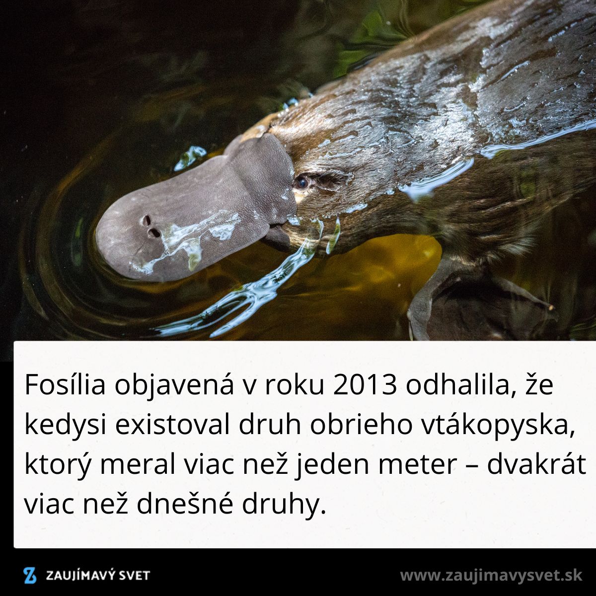 Obr. vtákopysk plávajúci vo vode; text o objave fosílie obrieho vtákopyska, dlhého cez meter, z roku 2013.