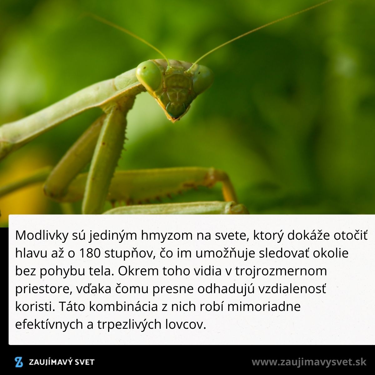 Modlivka zelená na liste, pozadie rozmazané. Hmyz dokáže otočiť hlavu o 180° a je efektívnym lovcom.
