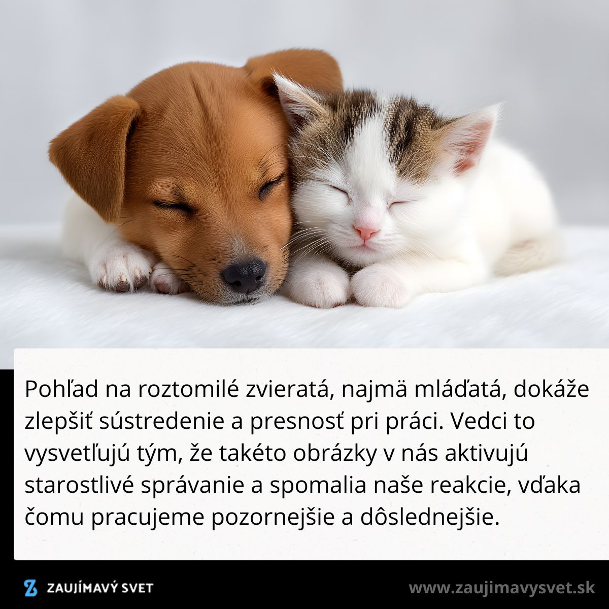 Roztomilé šteniatko a mačiatko spia spolu na bielom pozadí, symbol spokojnosti a pokoja.