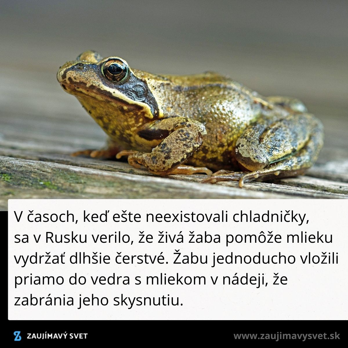Žaba na dreve symbolizujúca starú ruskú metódu uchovávania mlieka čerstvého pred érou chladničiek.