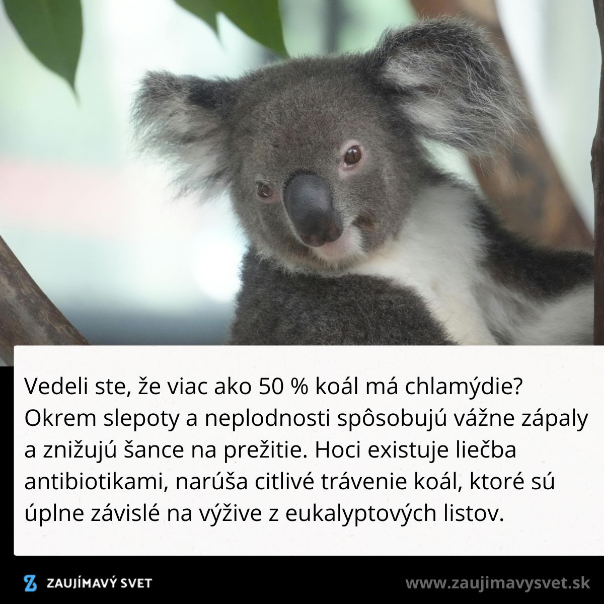 Koala sediaca na vetve s faktom o chlamýdiách a ich vplyve na zdravie koál.