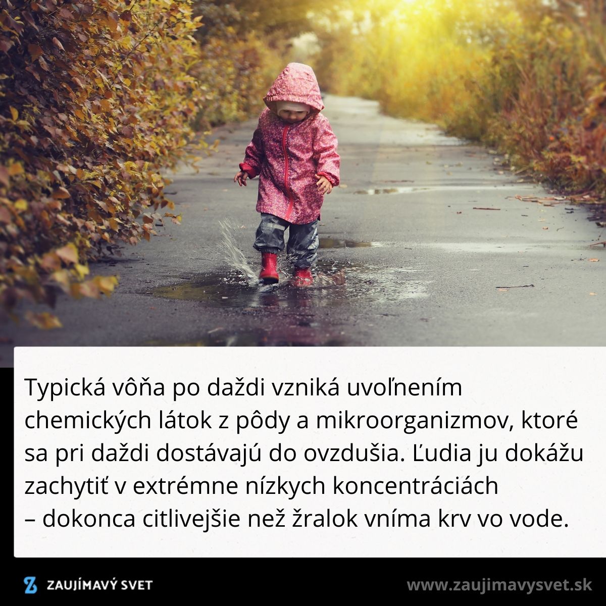 Dieťa v ružovej pláštenke skáče do kaluží po daždi na vidieckej ceste obklopenej jesennými listami.