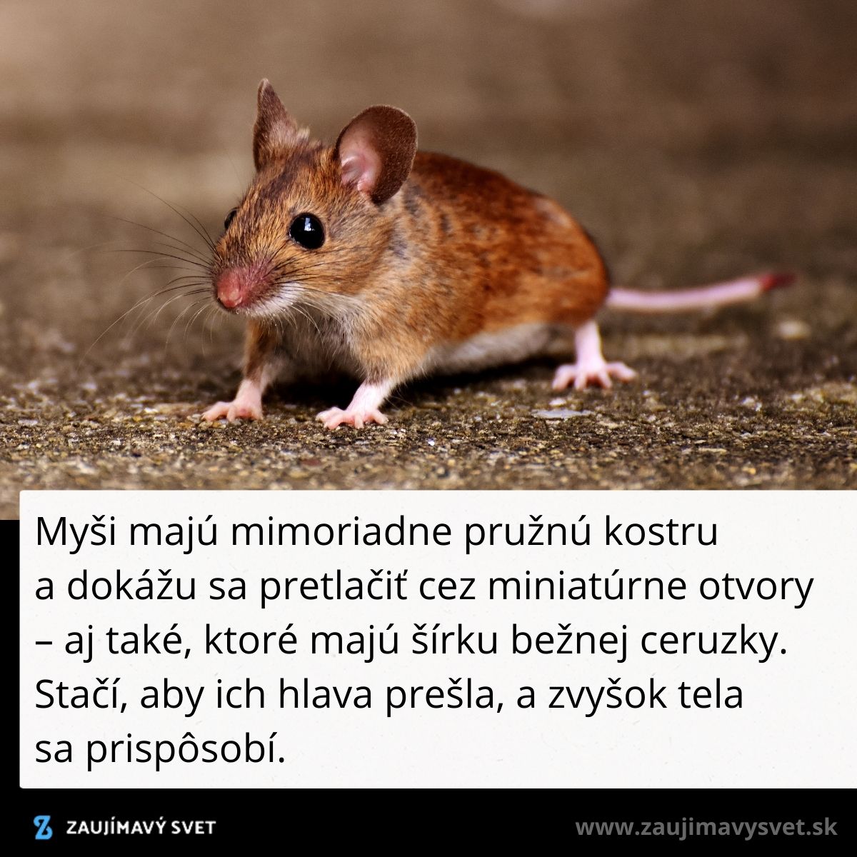 Myš s pružnou kostrou prechádza úzkymi priestormi.