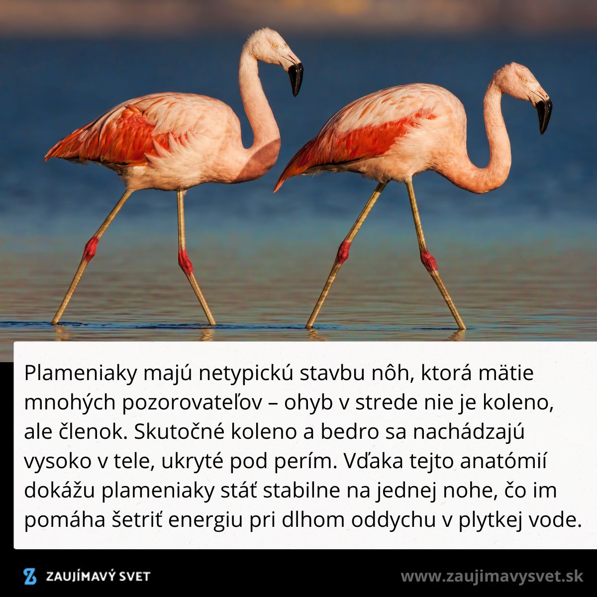 Dva plameniaky v plytkej vode s typickou stavbou nôh a ohybom na členku.