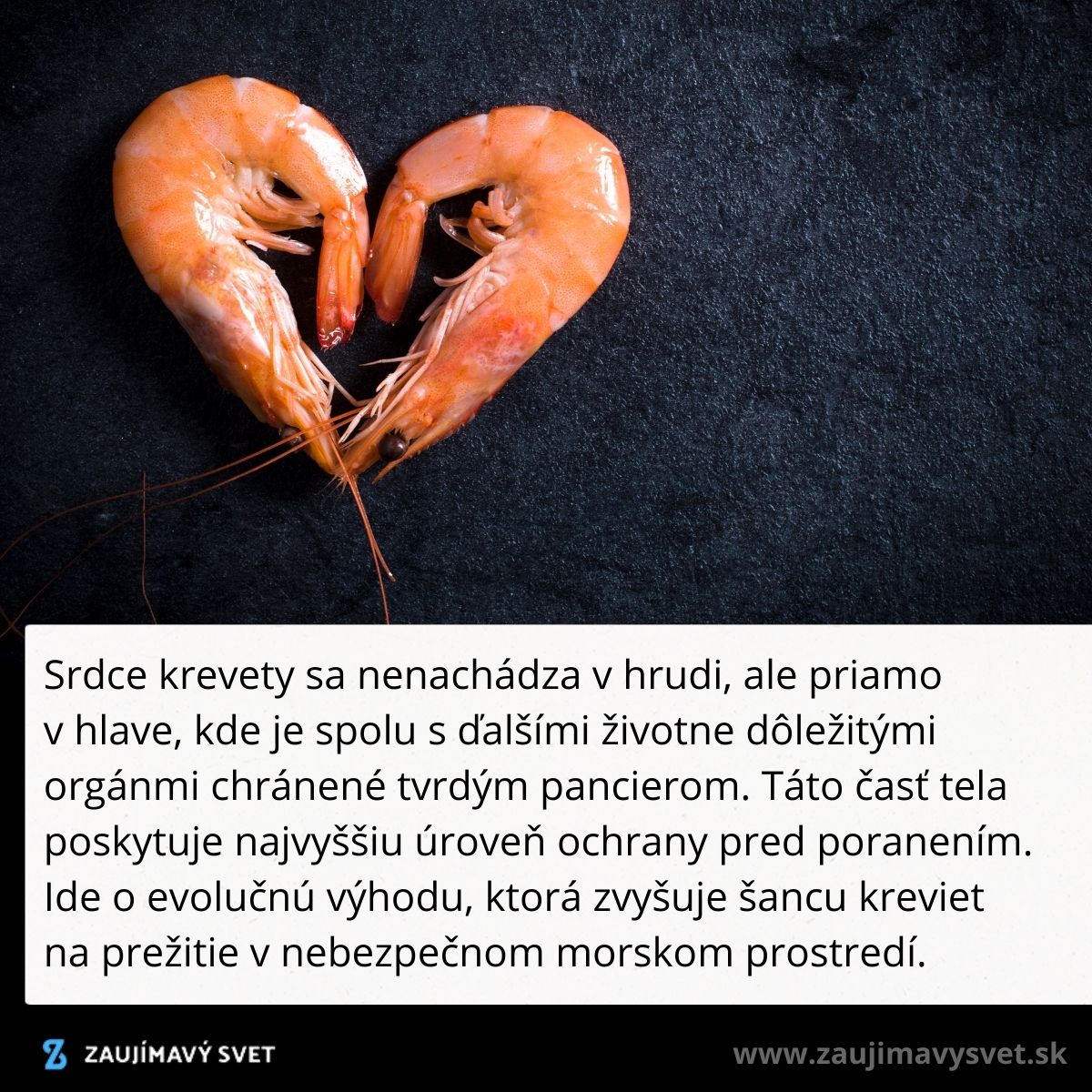 Dve krevety tvoria tvar srdca na tmavom pozadí, symbolizujú ochranu a evolučnú výhodu v morských podmienkach.