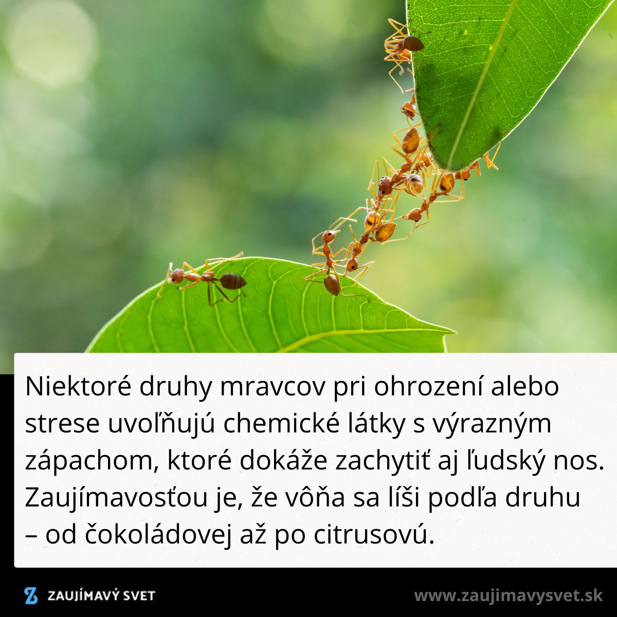 Mravce na liste tvoria most, zaujímavý fakt o ich chemických zmesiach s rôznymi vôňami pri strese.