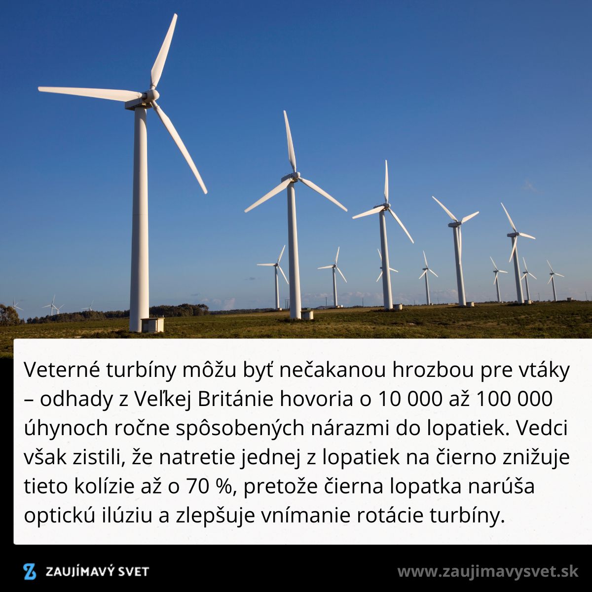 Veterné turbíny na poli; čierne lopatky môžu znížiť riziko pre vtáky až o 70 % zlepšením optickej viditeľnosti.