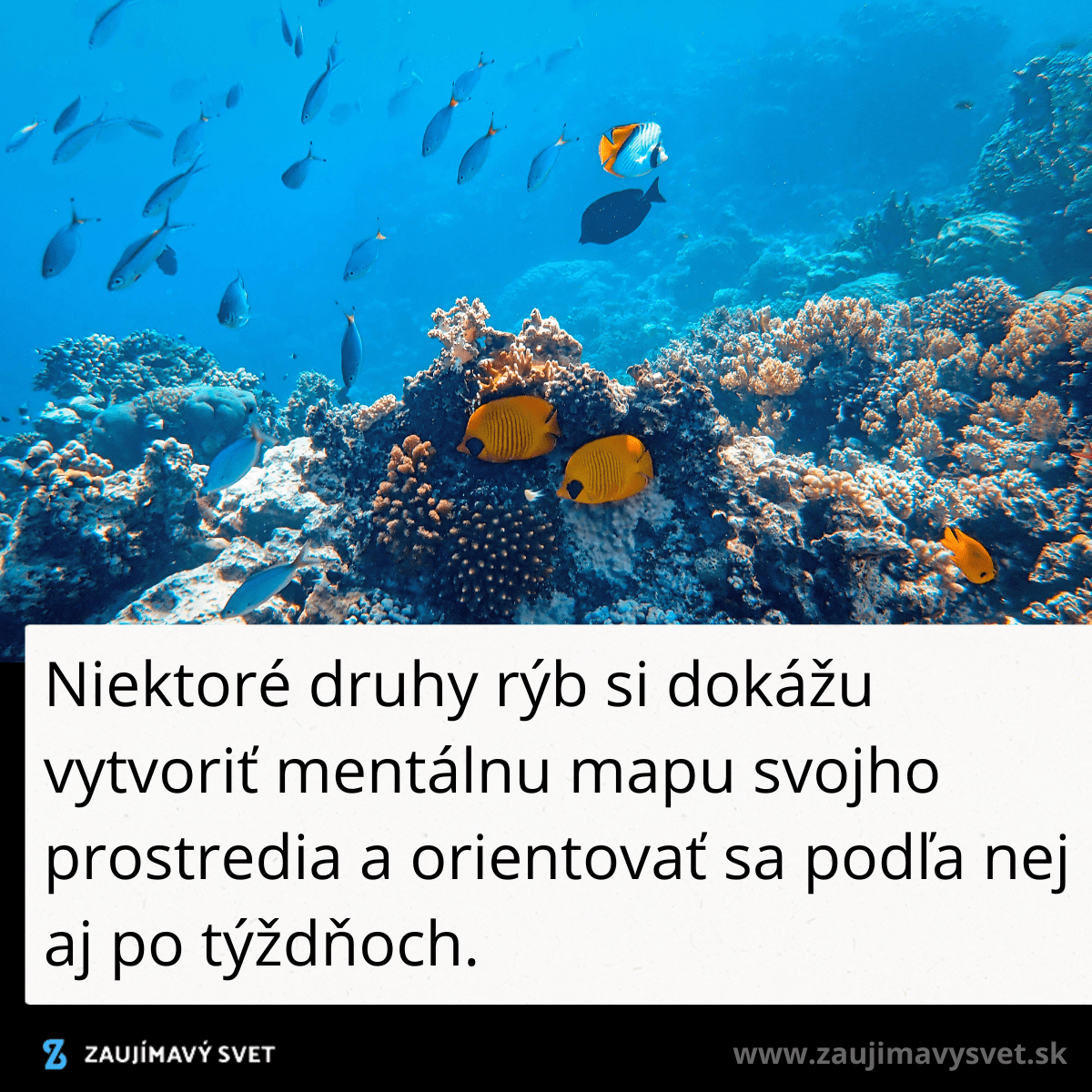Koraly a pestrofarebné ryby v oceáne, ukazujúce podmorskú biodiverzitu.