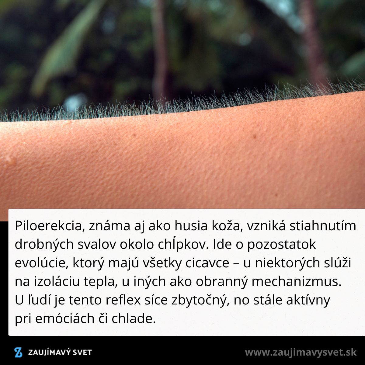 Nadpis „Piloerekcia“ a text vysvetľujúci vznik husacej kože na nahom predlaktí v prírode.