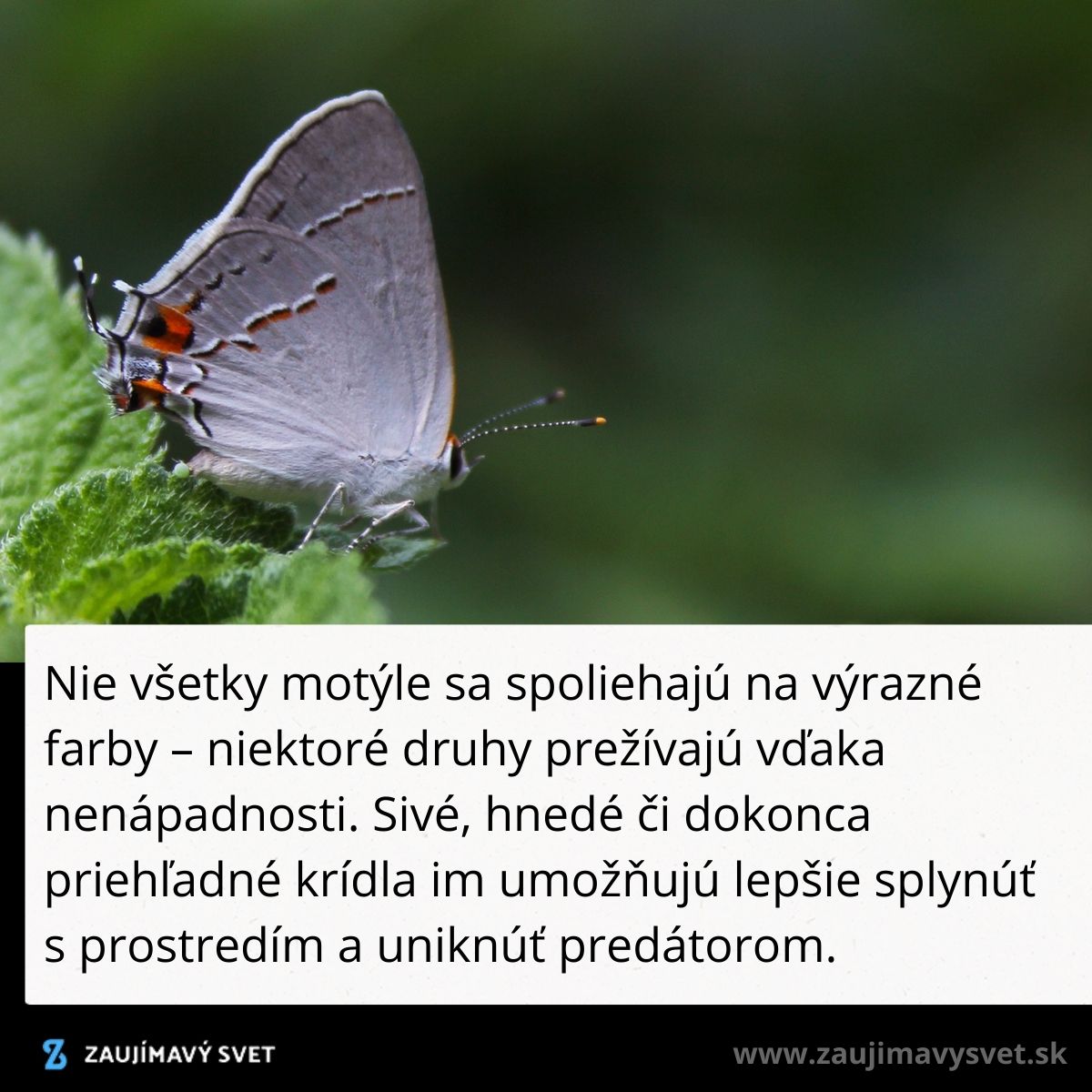 Motýľ s nenápadnými krídlami na zelenej rastline, ukazuje prírodné maskovanie a prežitie bez výrazných farieb.
