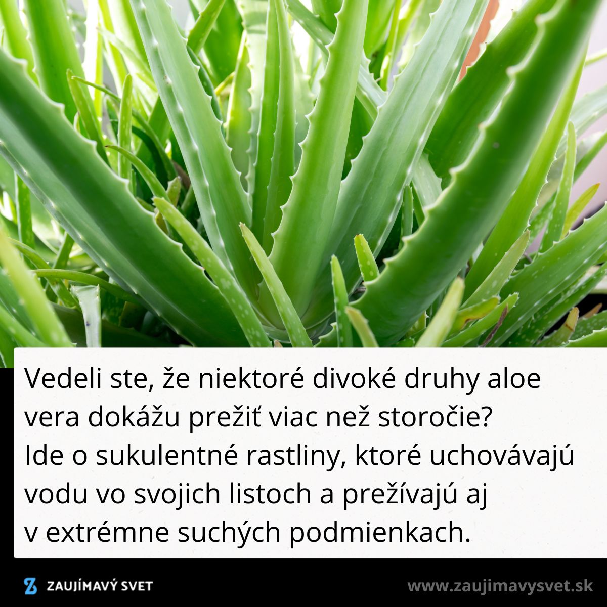 Detailný pohľad na zelenú rastlinu aloe vera, ktorá je schopná prežiť v extrémne suchých podmienkach.