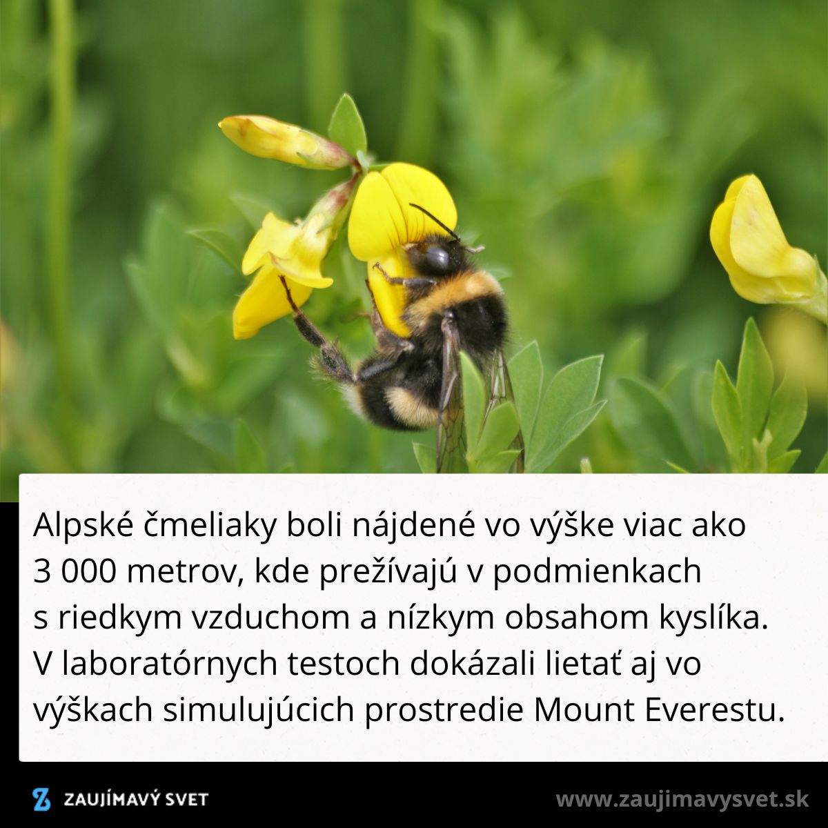 Alpský čmeliak na žltom kvete v jeho prirodzenom prostredí horských oblastí nad 3000 metrov, kde lieta aj v riedkom vzduchu.