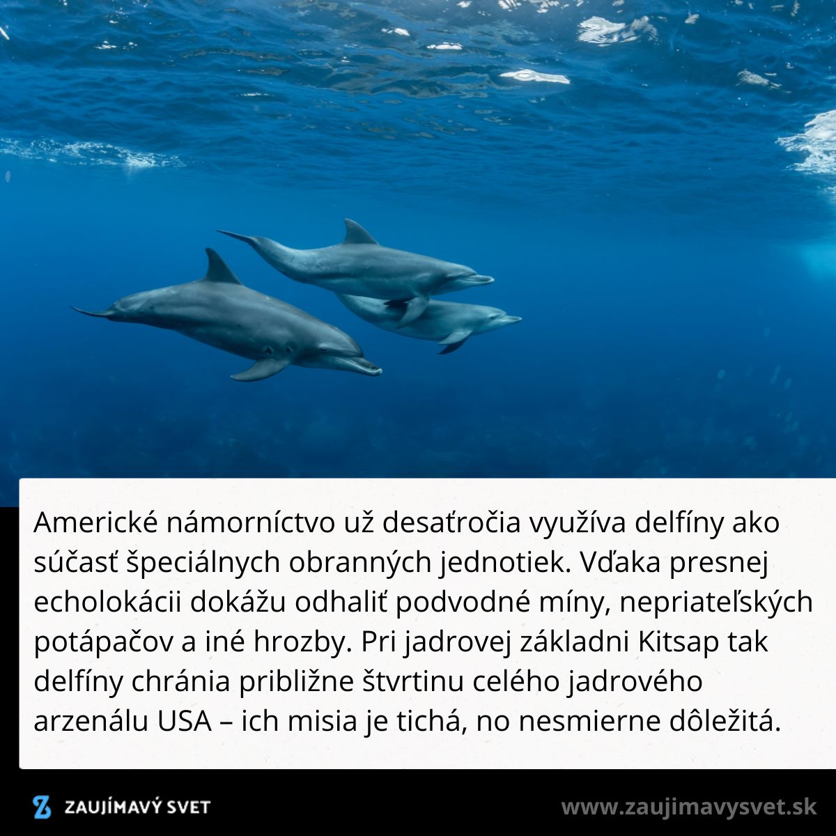 Delfíny plávajúce v oceáne, používané americkým námorníctvom na detekciu podmorských hrozieb.