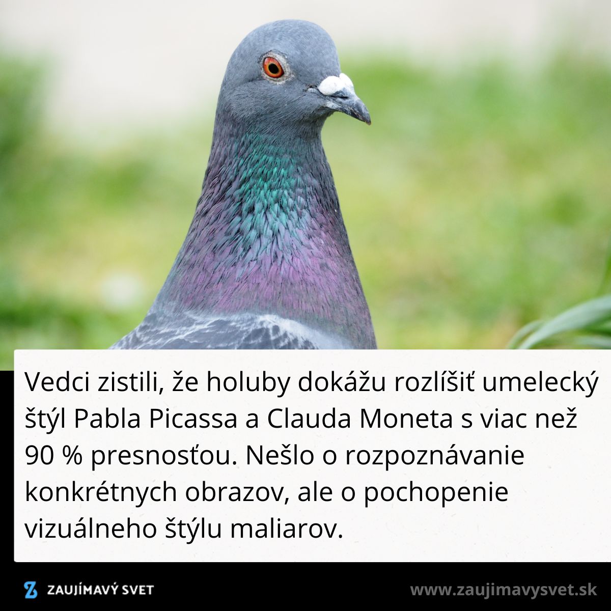 Holub s farebným perím na zelenej tráve, štúdia o jeho schopnosti rozoznať umelecké štýly maliarov.