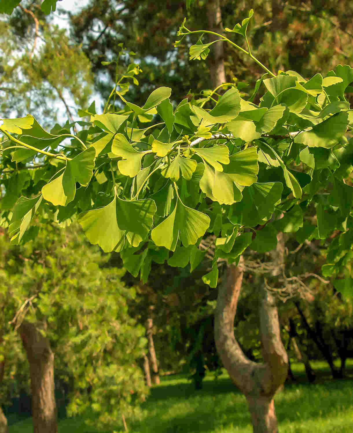 Vetva stromu ginkgo biloba so zelenými listami v letnom parku.