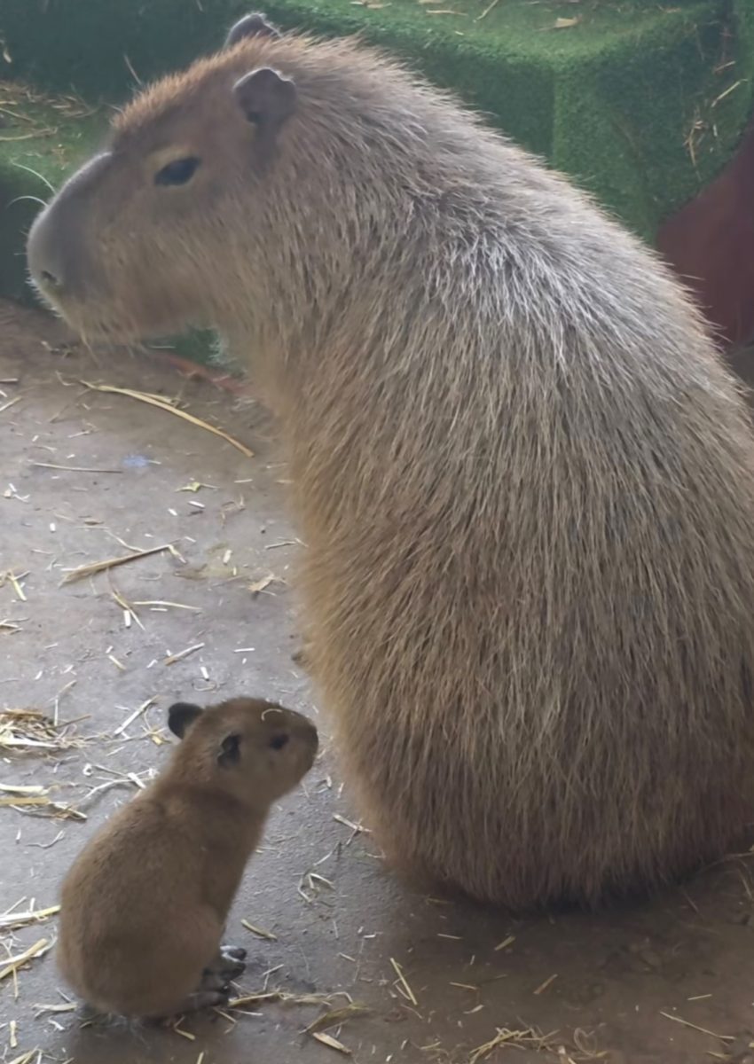 Dve kapybary, dospelá a mláďa, sediace vedľa seba na podlahe, obklopené slamou a zeleným kobercom.