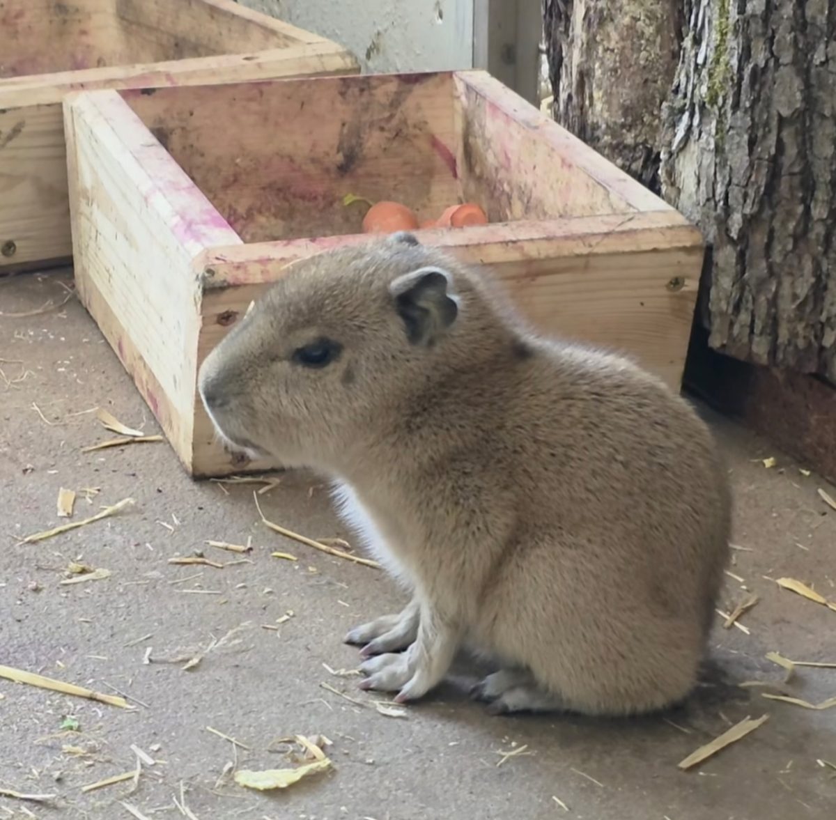 Roztomilé mláďa kapybary sedí vedľa drevenej debny s mrkvou v útulnom výbehu v zoo.