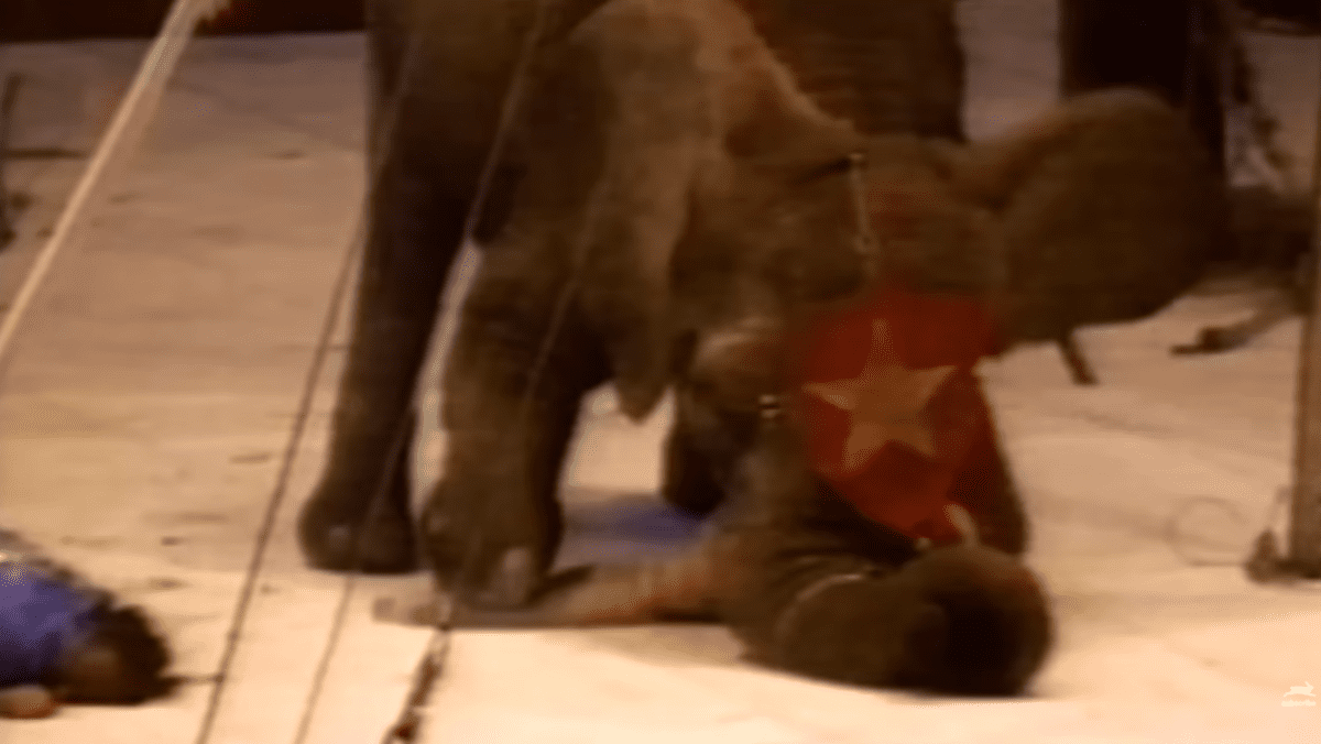 Cirkusový slon s červenou dekoráciou predvádza trik na aréne počas predstavenia.