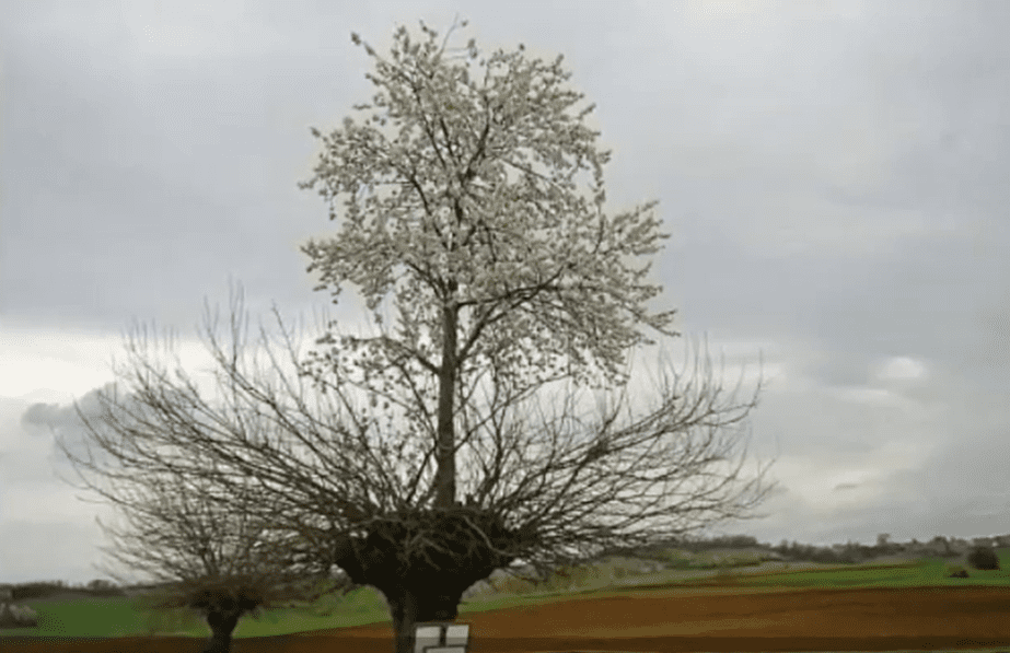 Strom s dvoma výraznými korunami v rozkvitnutom jarnom prostredí pod zamračenou oblohou.