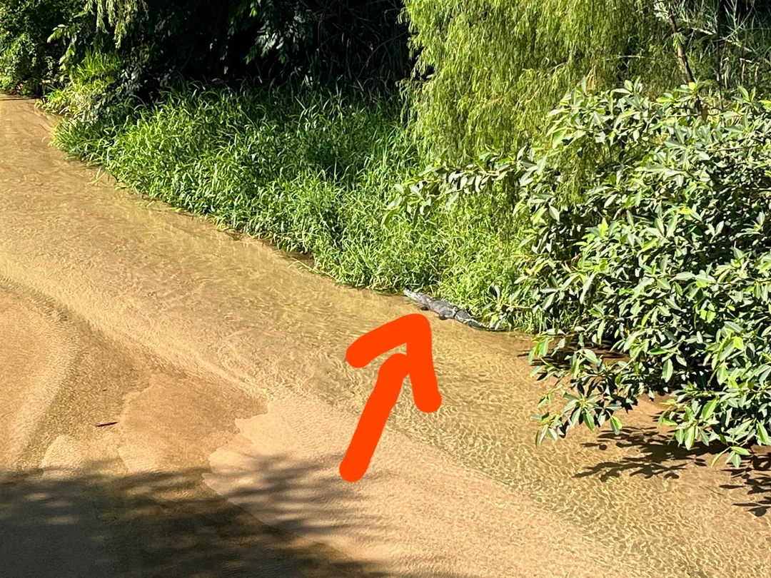Šípka ukazuje na krokodíla maskovaného vo vegetácii pri brehu rieky v slnečnom prostredí.