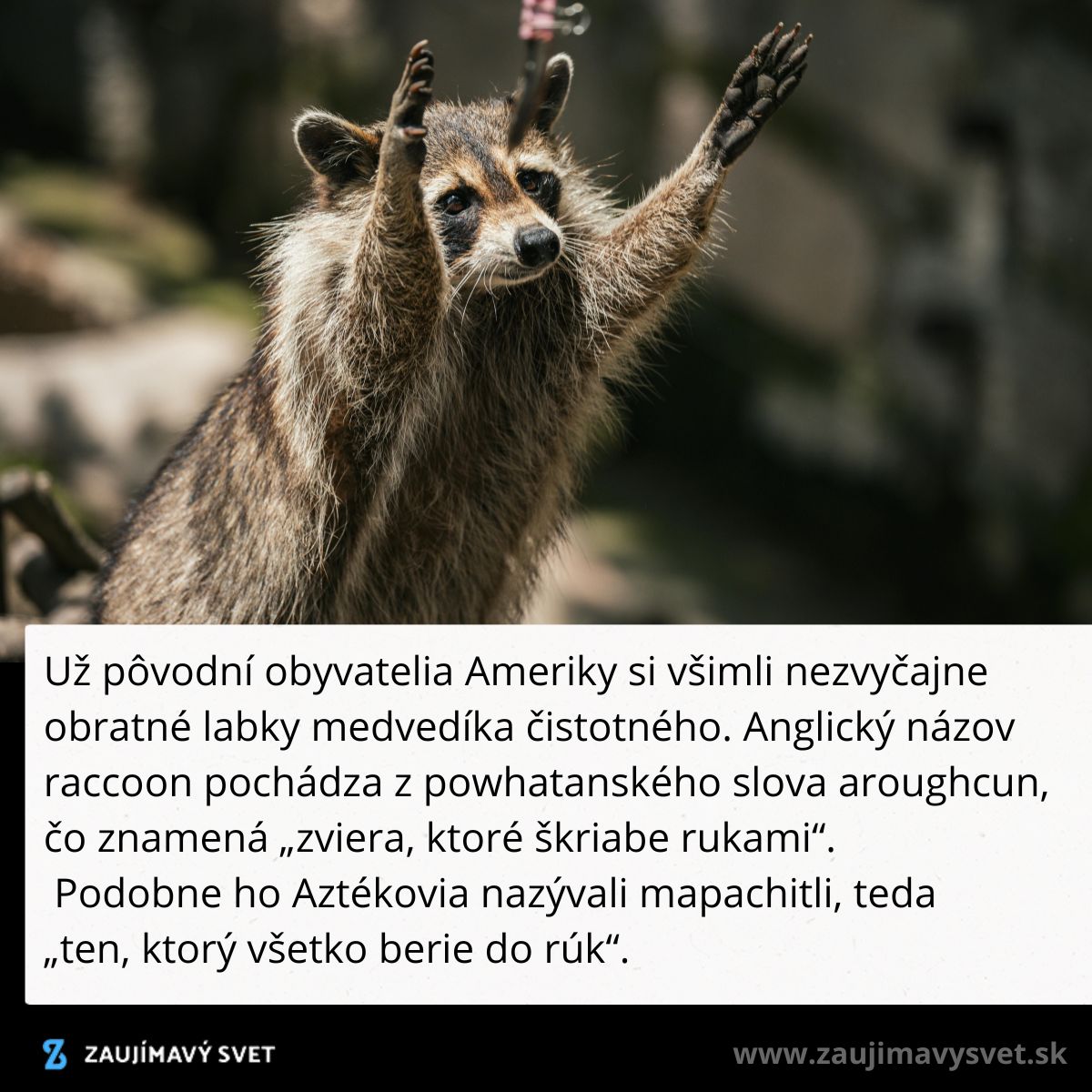 Medvedík čistotný so zdvihnutými labkami, známy svojou obratnosťou a pôvodom z amerických lesov.