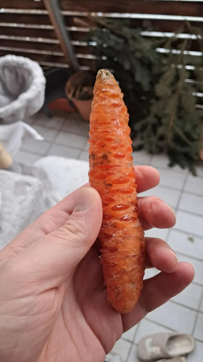 Ruka drží vyrezávanú mrkvu so zaujímavou textúrou na pozadí rastlín na terase.