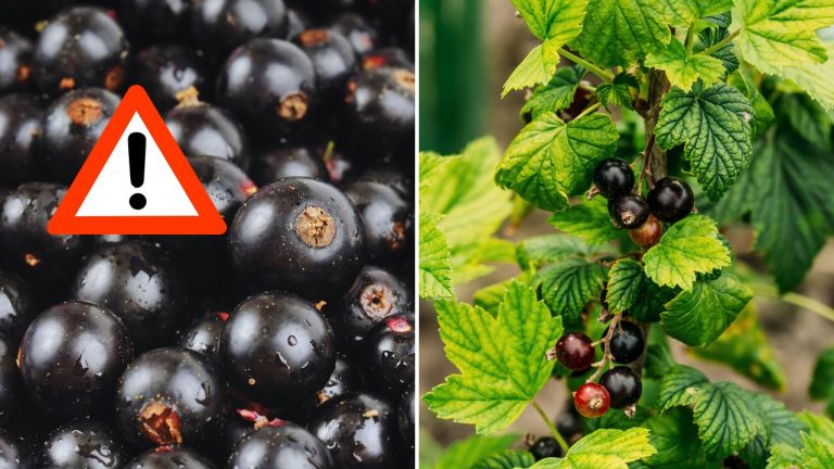 Tieto bobule boli v USA zakázané takmer 100 rokov: dnes ich odborníci označujú za superpotravinu