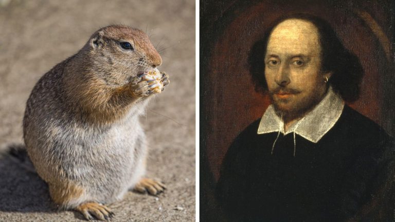 Zaujímavosti ku káve, ktoré ti rozšíria obzory #2316 – Svište, ktoré sa pred zimou úmyselne prežierajú, a rekordný básnický rok Williama Shakespeara