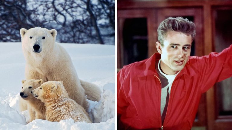 Zaujímavosti ku káve, ktoré ti rozšíria obzory #2321 – polárne medvede nie sú biele a čo skrýval James Dean za imidžom rebela