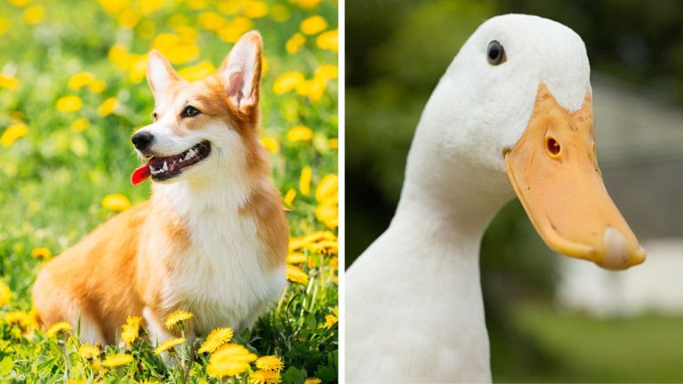 Zaujímavosti ku káve, ktoré ti rozšíria obzory #2322 – legendy o corgi jazdeckých vílach a strach z kačiek, ktoré vás sledujú