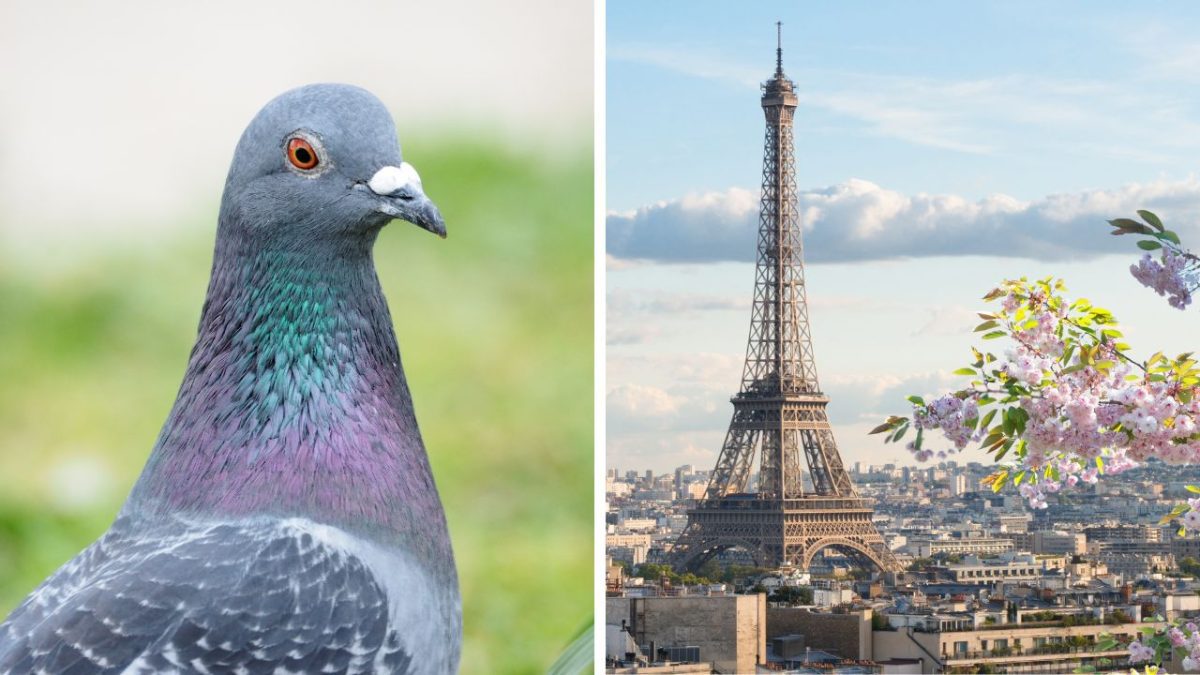 Holub v popredí a Eiffelova veža v pozadí s rozkvitnutými kvetmi v Paríži.