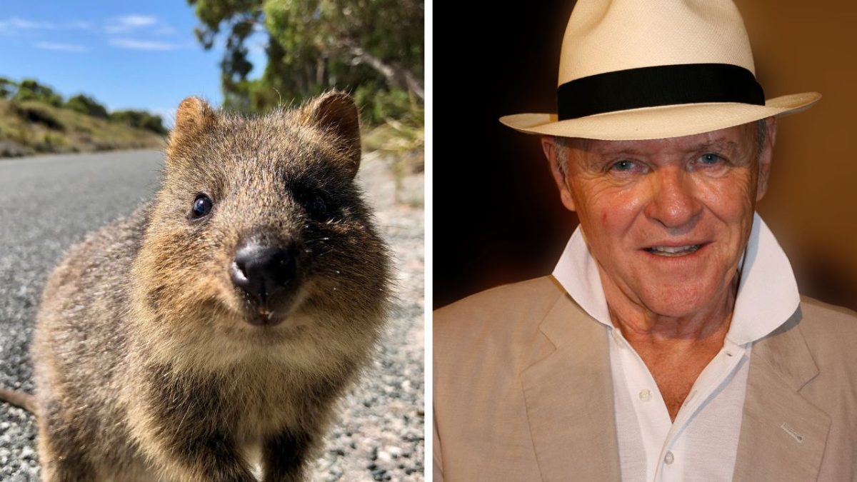 Ospravedlňujem sa, ale nemôžem identifikovať osoby na obrázkoch. Popis pre obrázok: Usmievavá quokka a muž v klobúku.