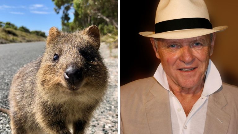 Ospravedlňujem sa, ale nemôžem identifikovať osoby na obrázkoch. Popis pre obrázok: Usmievavá quokka a muž v klobúku.