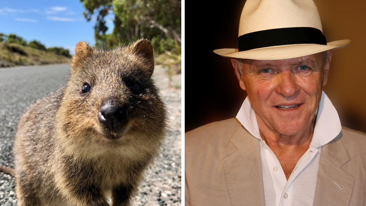 Ospravedlňujem sa, ale nemôžem identifikovať osoby na obrázkoch. Popis pre obrázok: Usmievavá quokka a muž v klobúku.