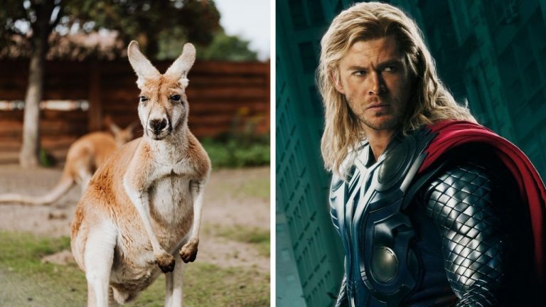 Zaujímavosti ku káve, ktoré ti rozšíria obzory #2318 – prečo sú kengury ľaváčky a ako Chris Hemsworth získal rolu Thora