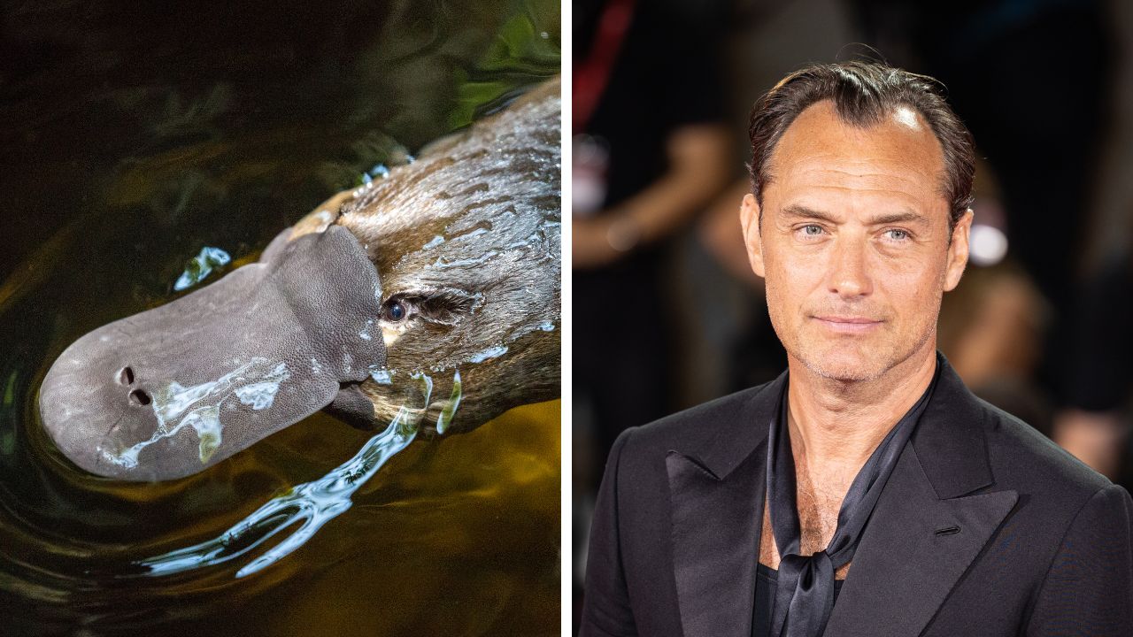 Nie som si istý, kto sú osoby na obrázku. Ľavá strana: pľatypus vo vode, pravá strana: muž v čiernom obleku na podujatí.