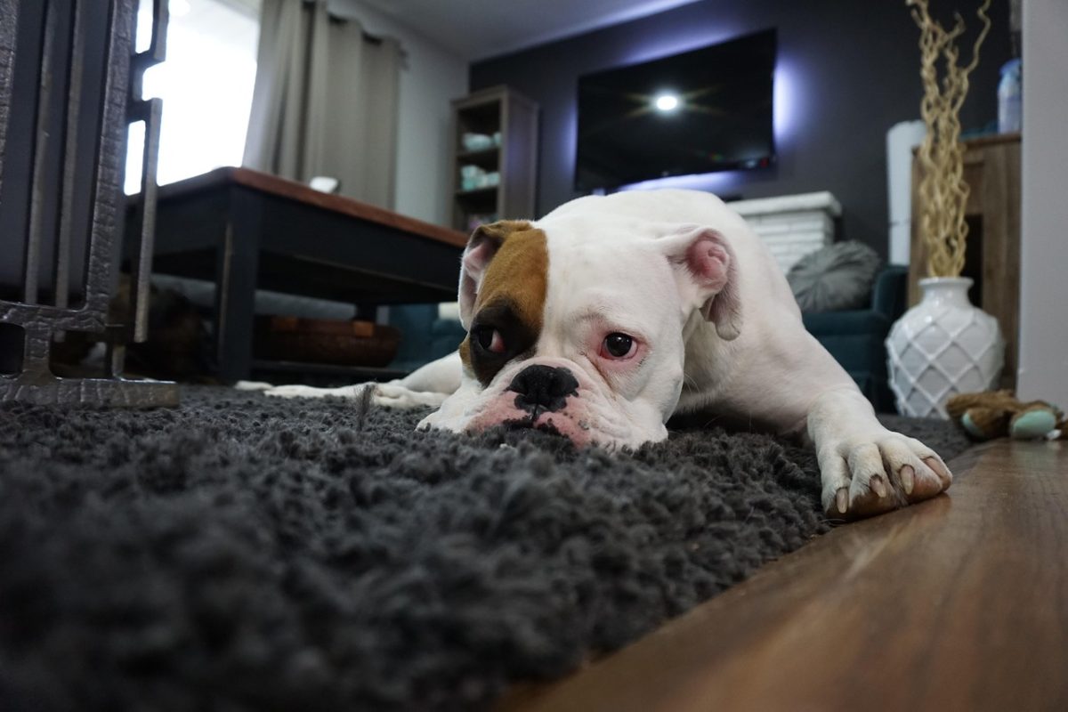 Buldog ležiaci na mäkkom koberci v obývačke, vyzerá uvoľnene a spokojne.