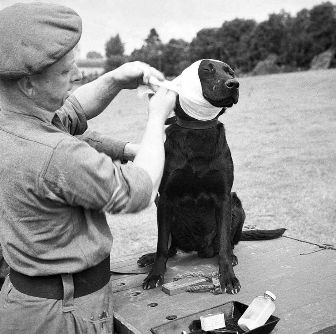Muž ošetrujúci čierneho psa s obviazanou hlavou v exteriéri, starostlivá veterinárna pomoc v prírode.