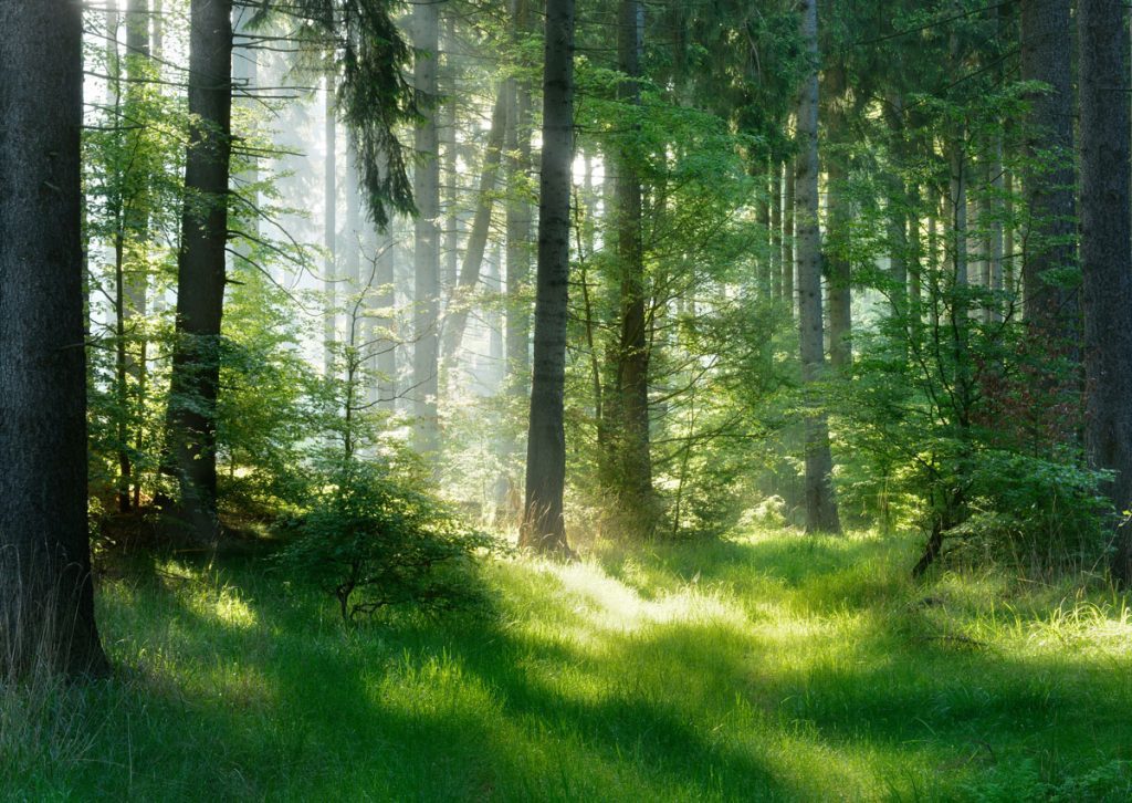 Lúče slnka prenikajúce cez stromy v zelenom lese vytvárajú pokojnú prírodnú atmosféru.