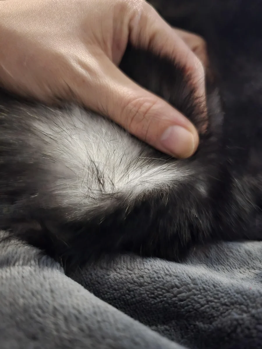 Ruka jemne roztvára srsť čierneho a bieleho zvieraťa na mäkkej deke.