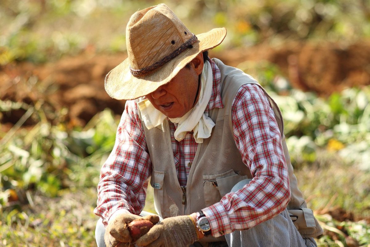 Farmár v slamenej klobúke pracuje v záhrade, v rukách drží červené zemiaky, pozadie je rozmazané.