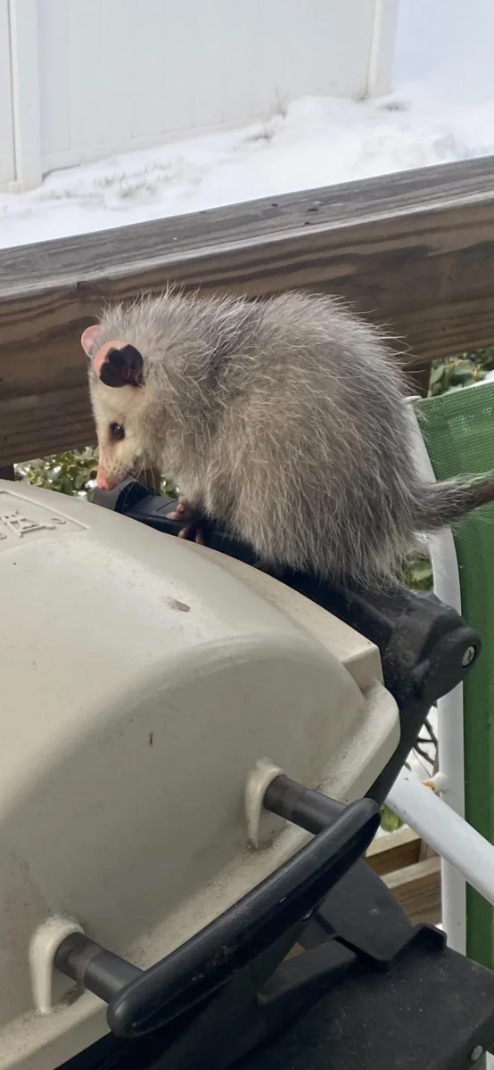 Opossum sedí na grile, sneh v pozadí.