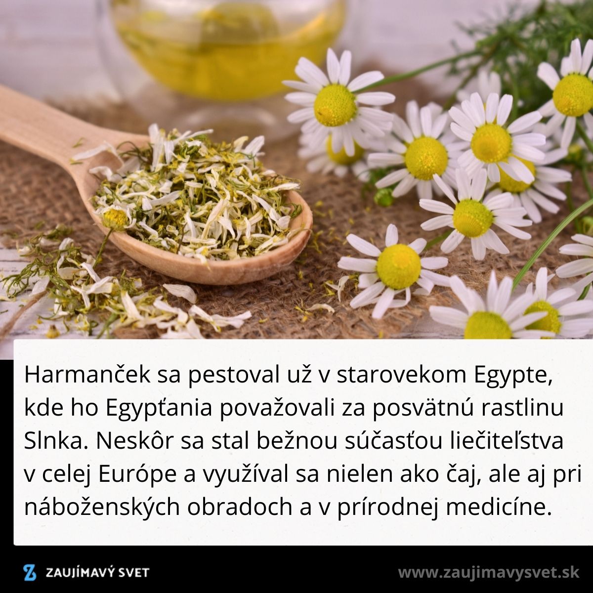 Sušené kvety harmančeka a čerstvé kvety na stole, tradičné liečiteľstvo a prírodná medicína.