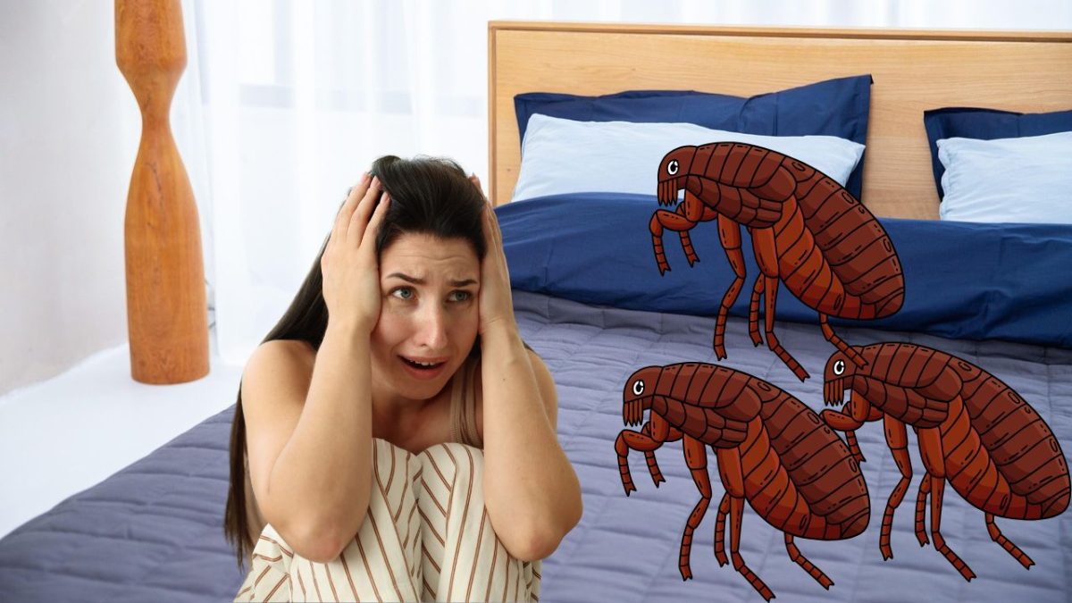 Žena v panike zo švábov na posteli, v izbe so svetlými závesmi a drevenou lampou.