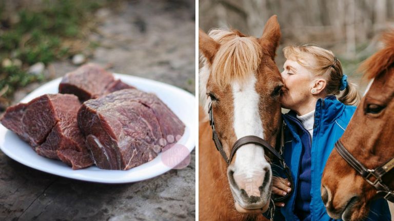 Taliansko chce zakázať konzumáciu konského mäso! Zničia tým tradičnú gastronómiu?