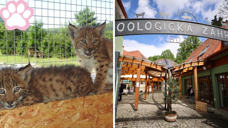 Bojnická zoologická záhrada zachránila dve opustené mláďatá rysa! Boj o ich život sa ešte len začína.