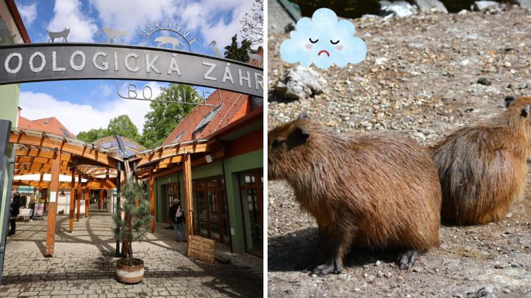 Smutná správa z Bojnickej zoo: novoročné mláďa kapybary močiarnej uhynulo!
